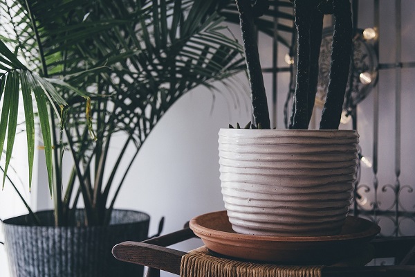 Beautiful Plants that Perfect to Decorate Your Living Place