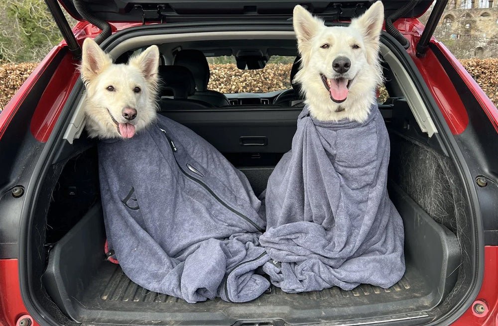 Best Ways to Keep Your Vehicle Clean When Traveling With Pets
