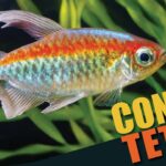 Congo Tetra: The Complete Care Guide