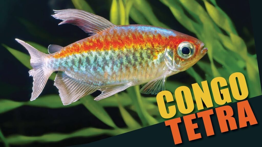 How To Differentiate Between Male And Female Congo Tetra?