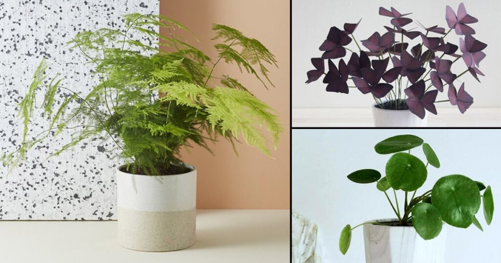 Cute Mini Houseplant Ideas That Remain Little All Their Life